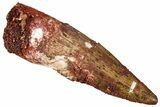 Fossil Spinosaurus Tooth - Real Dinosaur Tooth #327862-1